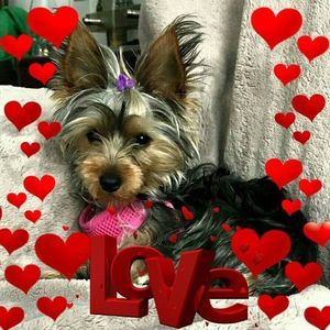 Meet your Posher, Denise